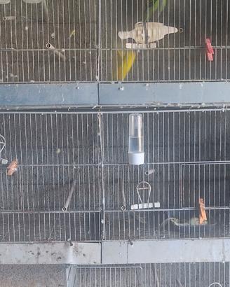 Gabbia  Allevamento uccelli