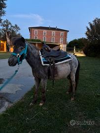 Pony femmina olandese