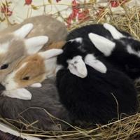Cuccioli coniglio ariete nano