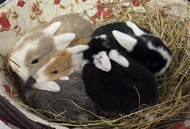 Cuccioli coniglio ariete nano