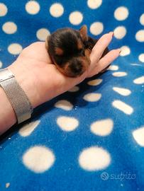 Yorkshire Terrier cuccioli
