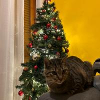 Gatto affettuoso, 9 anni , casa tranquilla