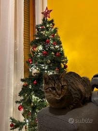 Gatto affettuoso, 9 anni , casa tranquilla