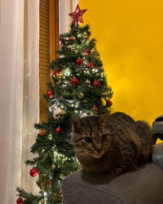 Gatto affettuoso, 9 anni , casa tranquilla