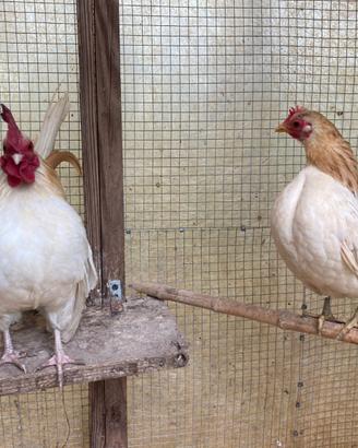Galline Serama
