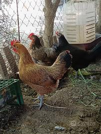 Galline chicchinelle