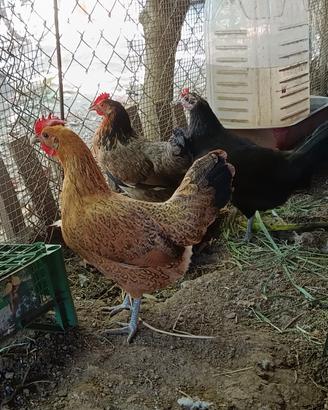 Galline chicchinelle