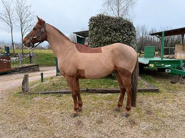 Cavallo purosangue arabo