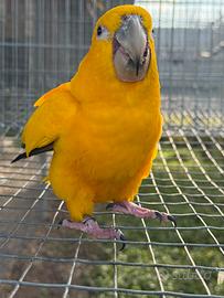 Guarouba Guarouba coppie