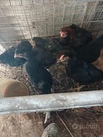 Galline uracane