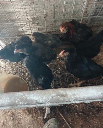 Galline uracane