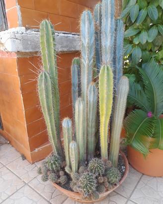 piante grasse