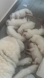 Cuccioli Pastore Abruzzese Maremmano