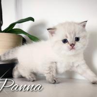 Gattini esclusivi SCOTTISH BRITISH