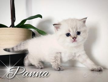 Gattini esclusivi SCOTTISH BRITISH