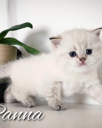 Gattini esclusivi SCOTTISH BRITISH