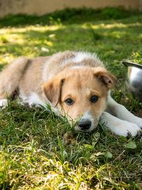 Cucciolo border collie