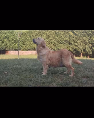 Golden retriever