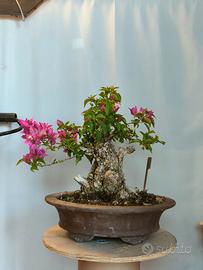 Bonsai yamadori