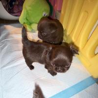 Chihuahua mini pedigree Enci