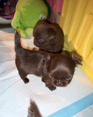 Chihuahua mini pedigree Enci