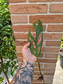 Monstera esqueleto talee