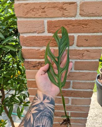 Monstera esqueleto talee