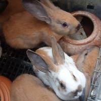 Conigli Disponibilità di coppie