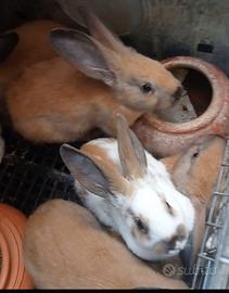 Conigli Disponibilità di coppie