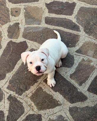 American Bully