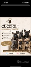 Bulldog francese cuccioli