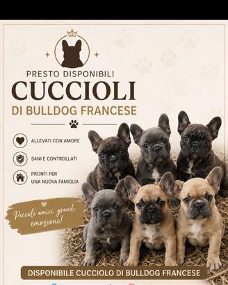 Bulldog francese cuccioli
