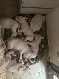 Cuccioli di Dogo Argentino