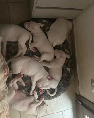 Cuccioli di Dogo Argentino