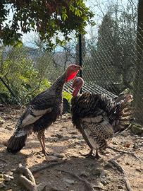 Tacchino maschio