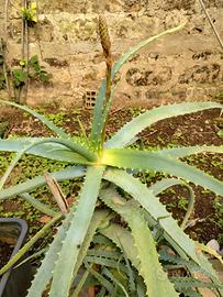 Piante Aloe Arborescens più di 4 anni