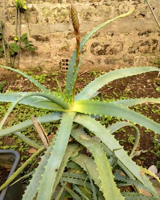 Piante Aloe Arborescens più di 4 anni