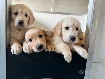 Golden Retriver