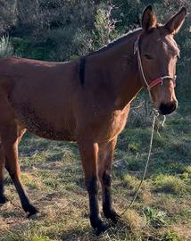 Mulo castrato