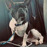 Cane per monta