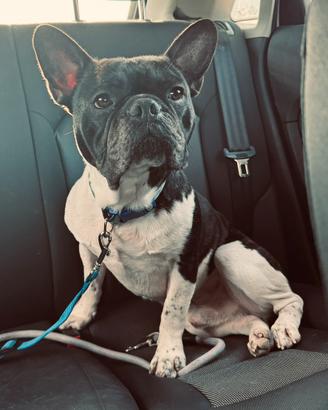Cane per monta