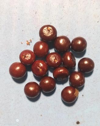 Sabal Minor