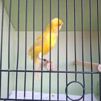 Canarino giallo intenso 2025