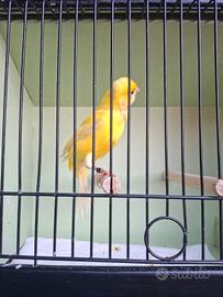 Canarino giallo intenso 2025