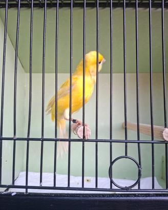 Canarino giallo intenso 2025