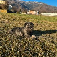 Cucciolo Schnauzer Nano Pepe Sale