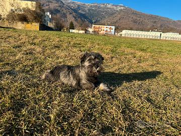 Cucciolo Schnauzer Nano Pepe Sale
