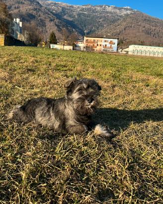 Cucciolo Schnauzer Nano Pepe Sale