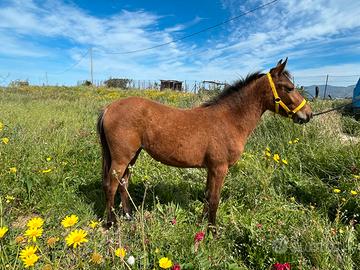 Purosangue orientale puledro