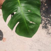 Talee monstera albo variegata
